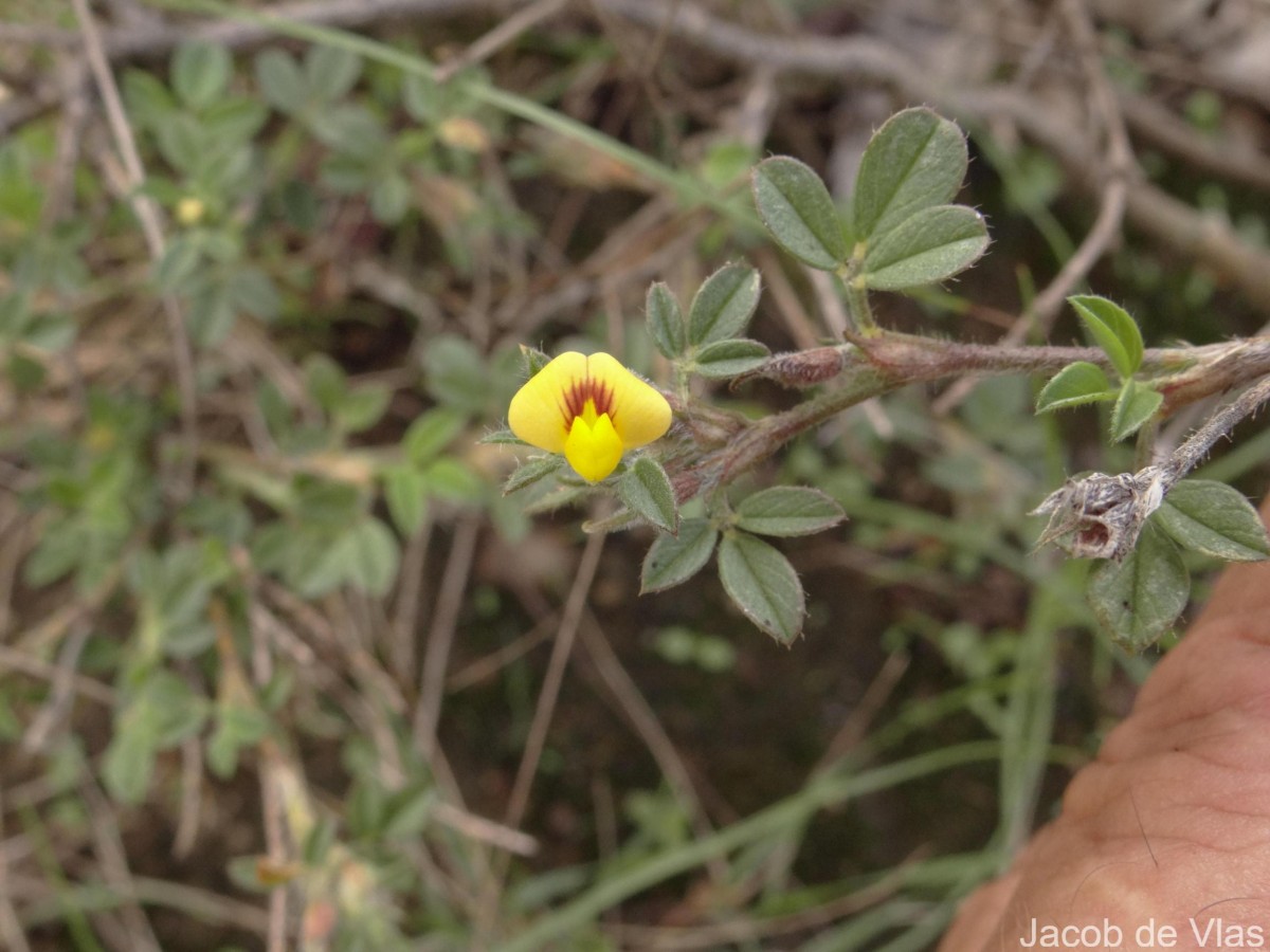 Stylosanthes fruticosa (Retz.) Alston